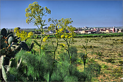 Ifriane - Wild fennel