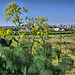 Ifriane - Wild fennel