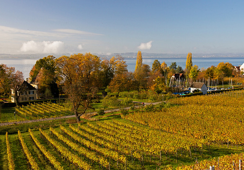 Goldener Herbst am Bodensee