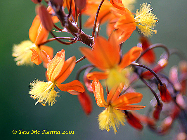 Bulbine caulescens 082