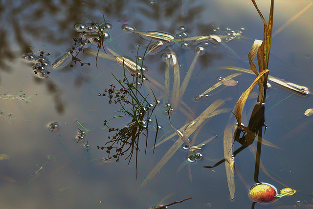 Watery Reflections.....And Apple!