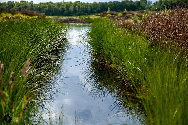 Kultivierte Moorlandschaft - Renaturierung