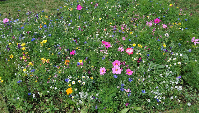 Wildblumenwiese