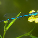 20210629 1194CPw [D~LIP] Hufeisen-Azurjungfer (Coenagrion puella), Brennender Hahnenfuß (Ranunculus flammula agg), Bad Salzuflen