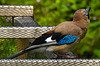 20210705 1340CPw [D~LIP] Eichelhäher (Garrulus glandarius), Bad Salzuflen