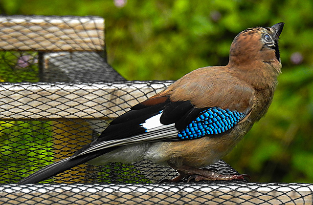 20210705 1340CPw [D~LIP] Eichelhäher (Garrulus glandarius), Bad Salzuflen