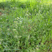 Gewöhnliches Hirtentäschel (Capsella bursa-pastoris)