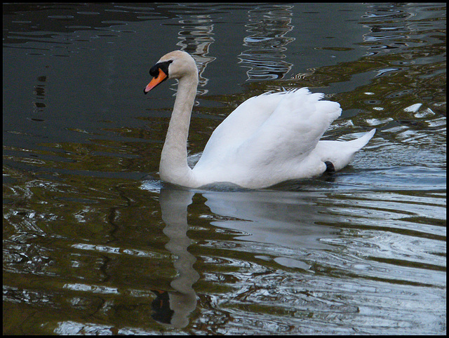 white swan