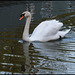 white swan