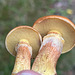 Suillis mushrooms