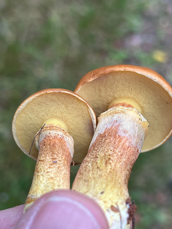 Suillis mushrooms
