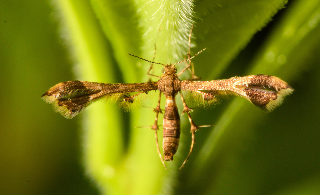 IMG 0252 Plume Moth