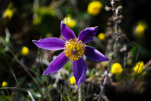 Die Zeit der Frühlingsblumen endet - The time of spring flowers ends