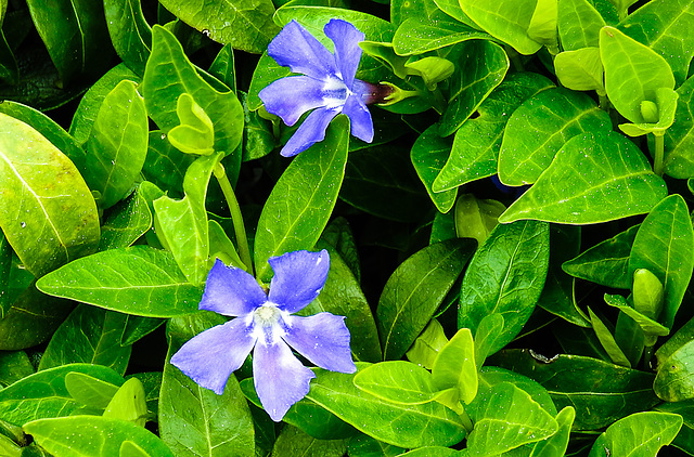 20220429 0751CPw [D~LIP] Großes Immergrün (Vinca major), UWZ, Bad Salzuflen