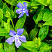 20220429 0751CPw [D~LIP] Großes Immergrün (Vinca major), UWZ, Bad Salzuflen