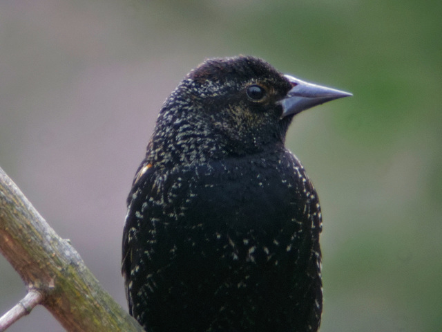 Male Red-winged Blackbird at 5600mm