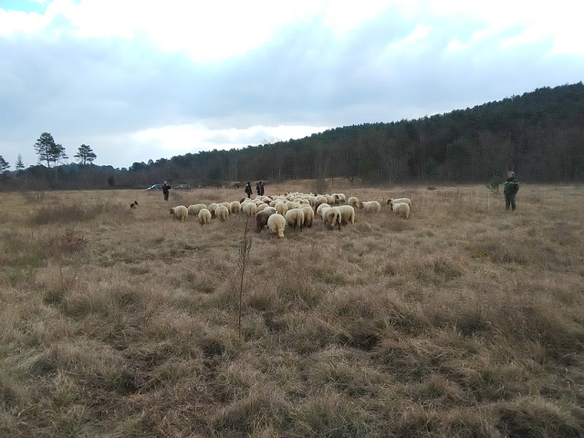 Transhumance du 16 mars 2016