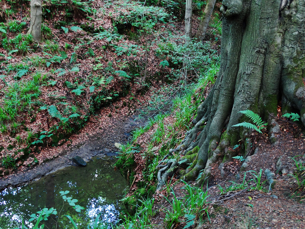 Plessy Wood. Northumberland