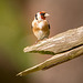 Goldfinch.3jpg