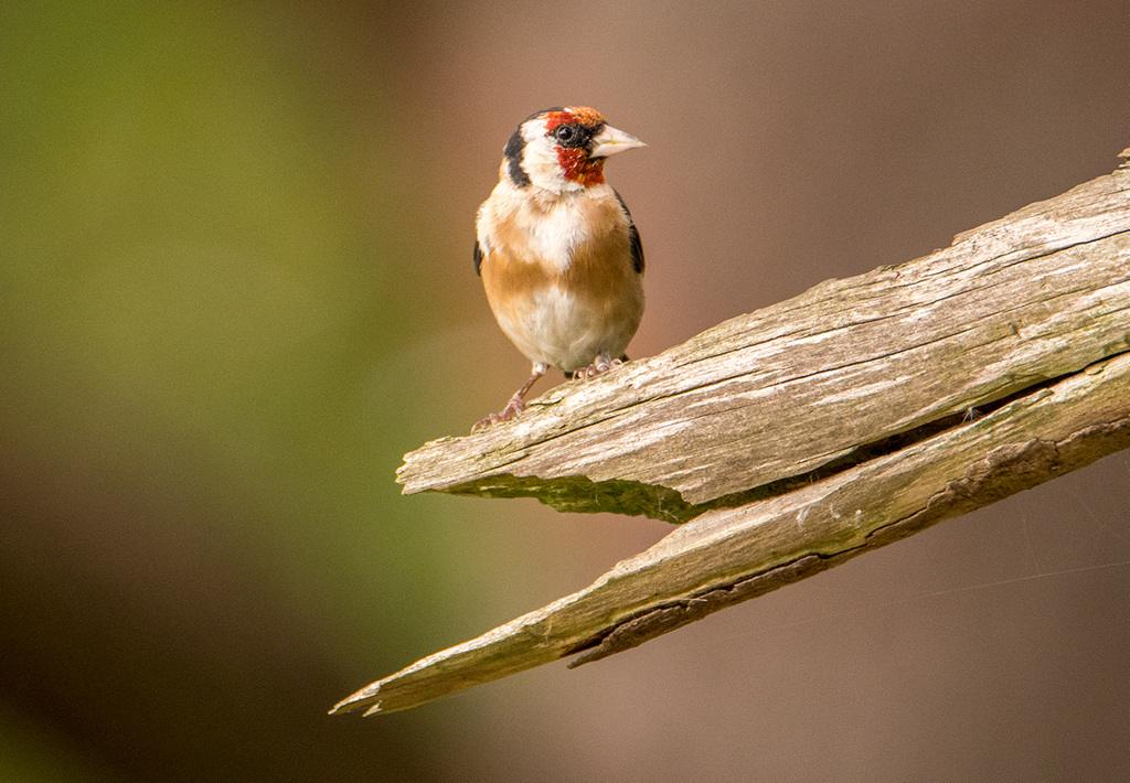 Goldfinch.3jpg