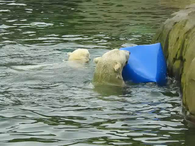 20190907 6014CP~V [D~HRO] Eisbär (Ursus maritimus), Zoo, Rostsock