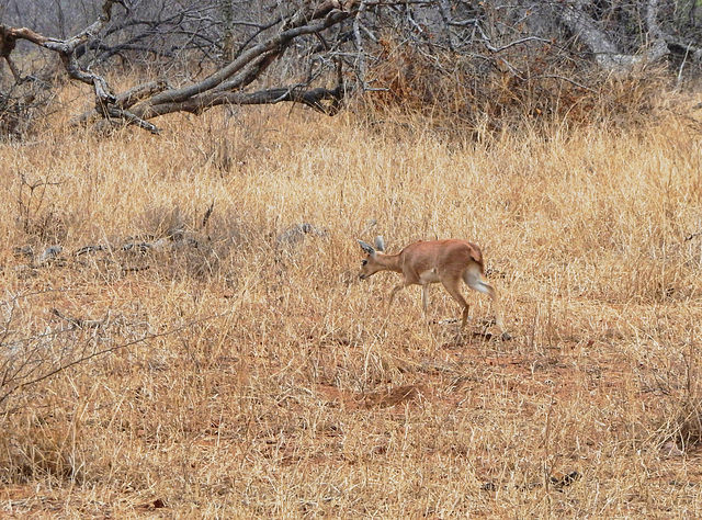 steenbok