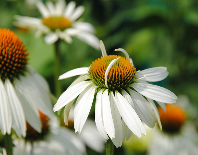 Echinacea