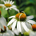 Echinacea