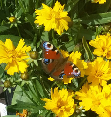 Ein Schmetterling zur Mittagszeit