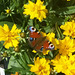 Ein Schmetterling zur Mittagszeit