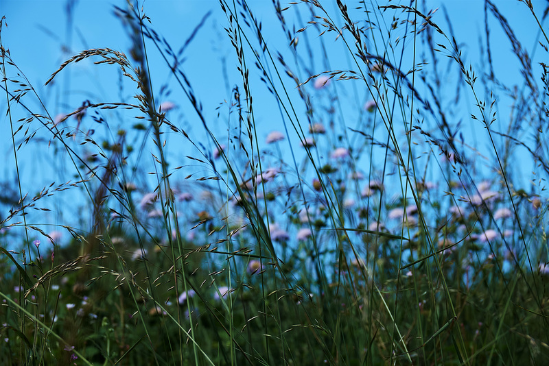 DSC08525 (2)