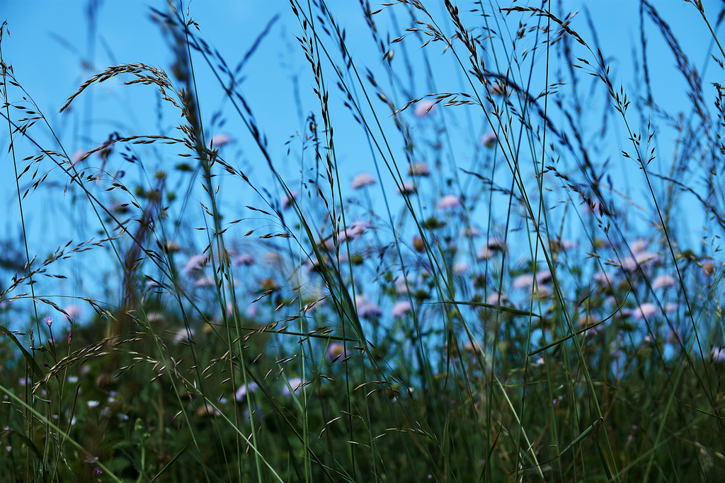 DSC08525 (2)