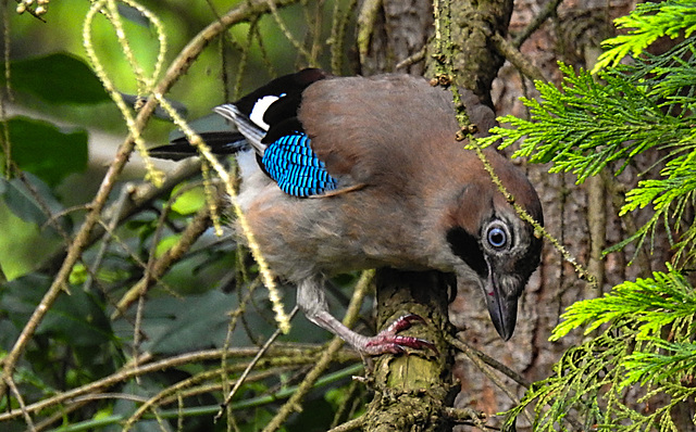20210705 1342CPw [D~LIP] Eichelhäher (Garrulus glandarius), Bad Salzuflen