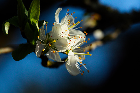 Mirabellenblüte