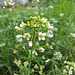 Gewöhnliches Hirtentäschel (Capsella bursa-pastoris)