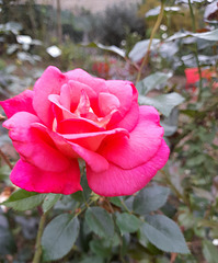 Bonne soirée avec une rose du jardin des petits Diables à Dinan (22)