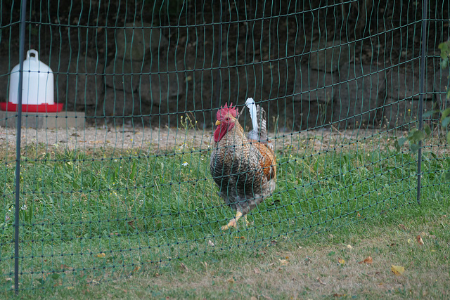 Lord of the Fence (HFF)