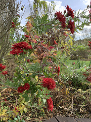 Last flowers in autumn