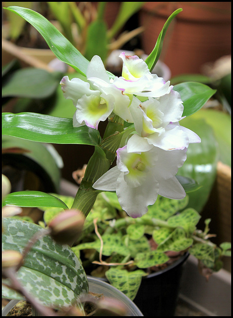 Dendrobium nobile