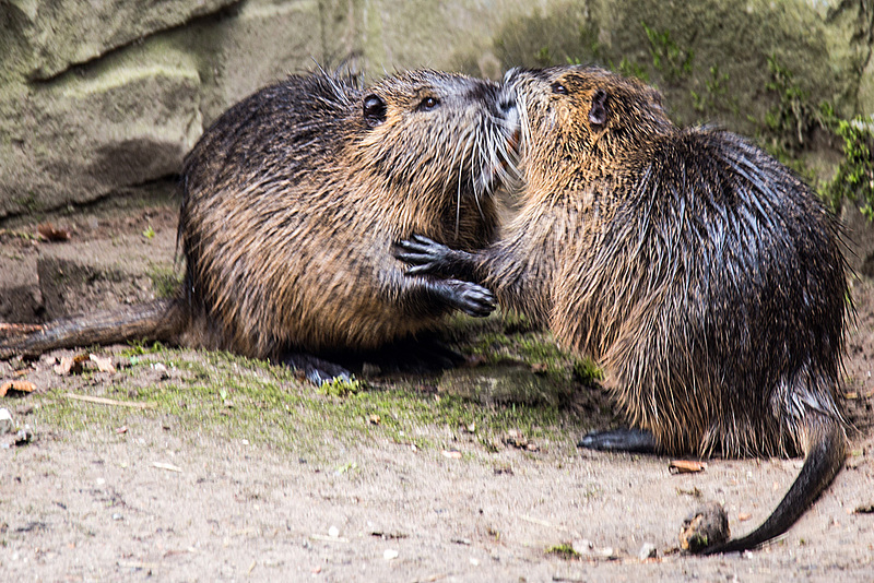 20160306 0308VRAw [D~BI] Nutria (Myocastor coypus), Tierpark Olderdissen, Bielefeld