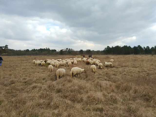 Transhumance du 16 mars 2016