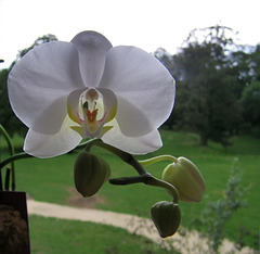 Orchidée