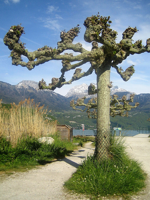 Lac d'Annecy