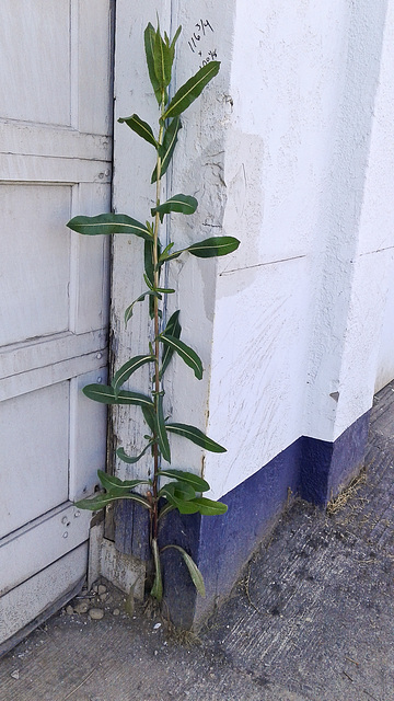 tall plant at garage door