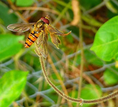 Les dyptères :  famille des syrphidae