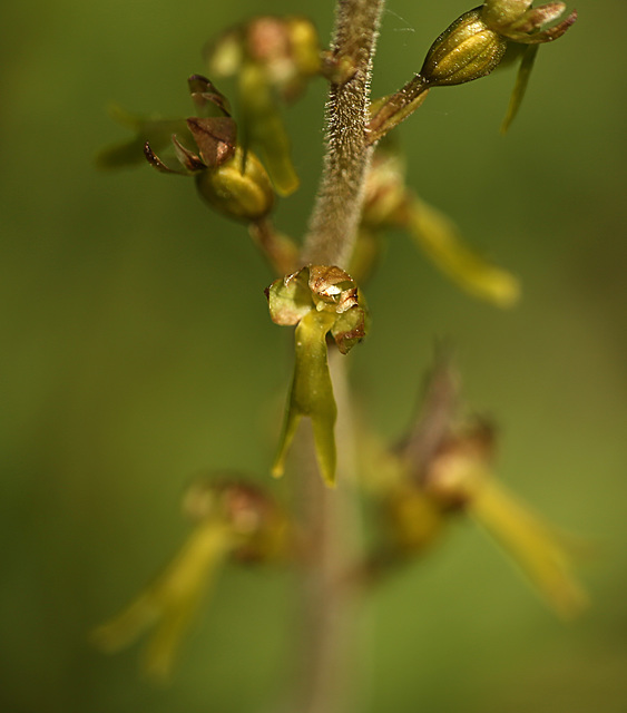 Common Twayblade Orchid