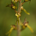 Common Twayblade Orchid