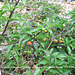 Bittersweet berries Solanum marinum - Winchelsea Beach - 27 7 2005