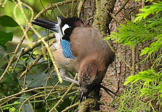20210705 1343CPw [D~LIP] Eichelhäher (Garrulus glandarius), Bad Salzuflen