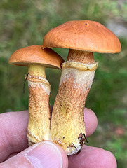 Suillis mushrooms
